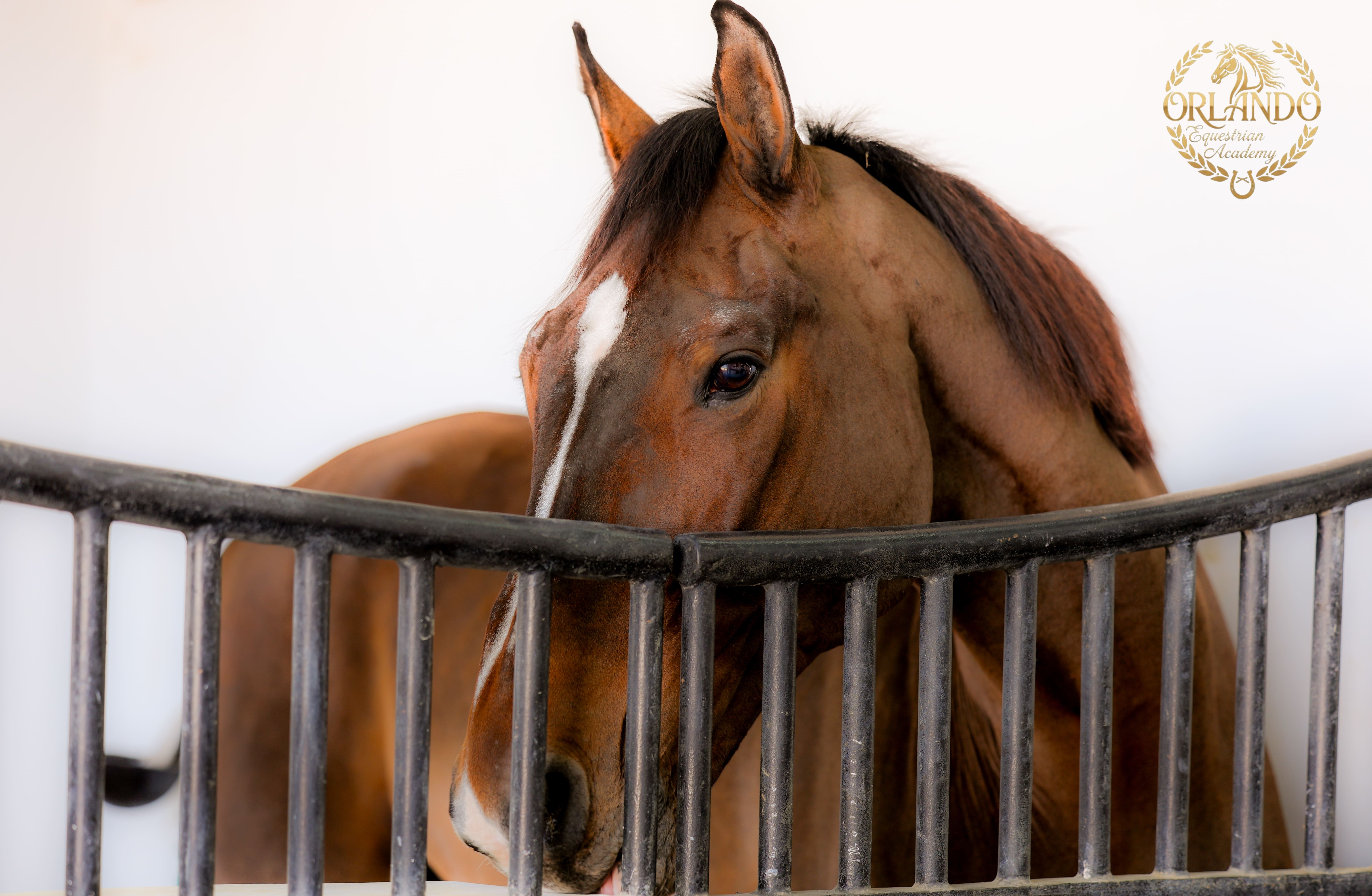 Horse portrait
